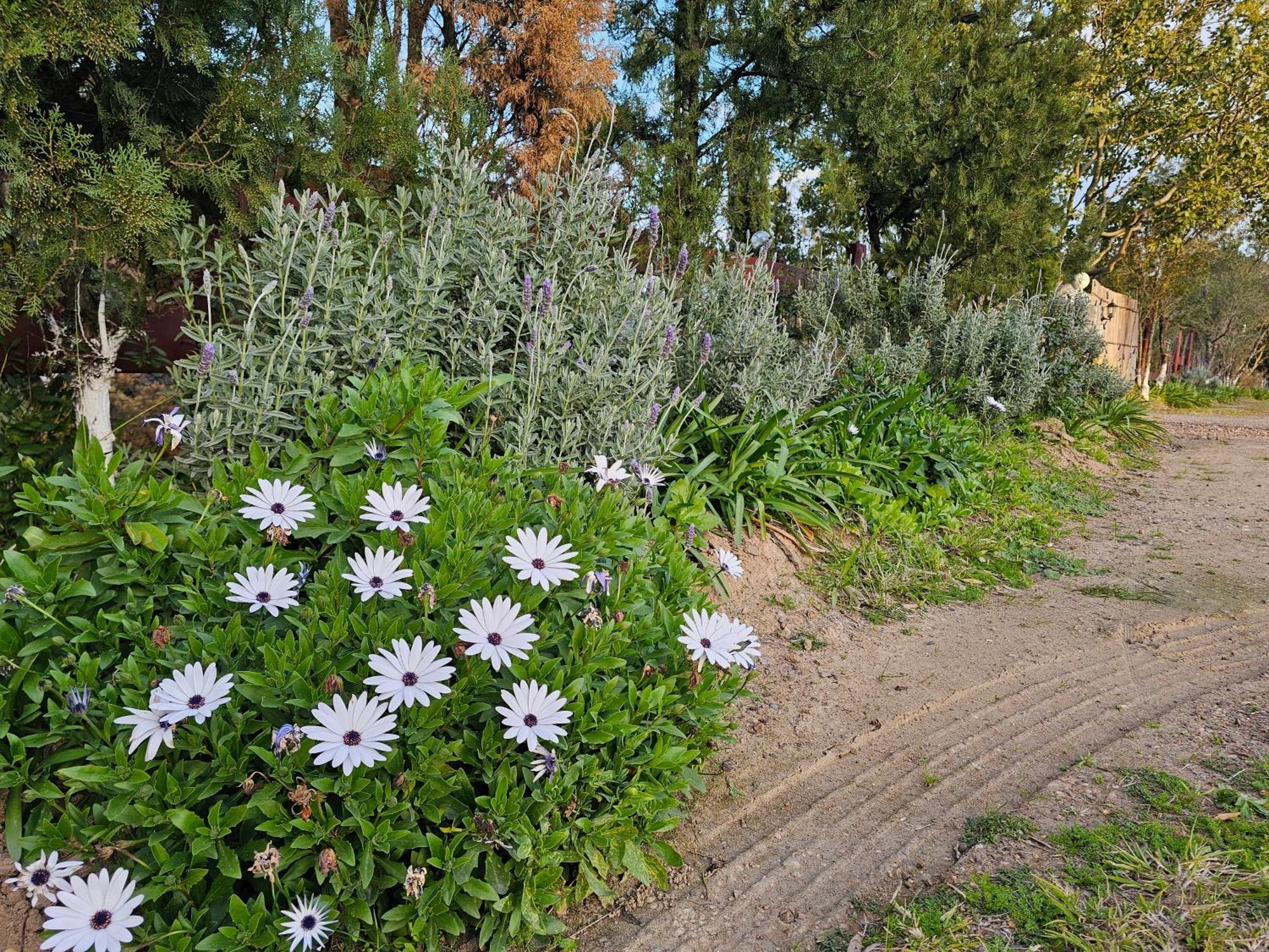 Ferienwohnung Gowrie Agapanthus Singleton Exterior foto